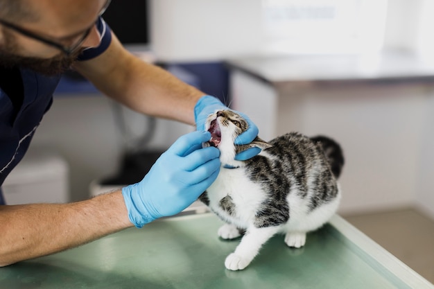Medico del primo piano che controlla la bocca del gatto