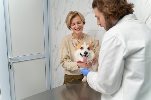 Foto chiuda sul medico che controlla i corgi