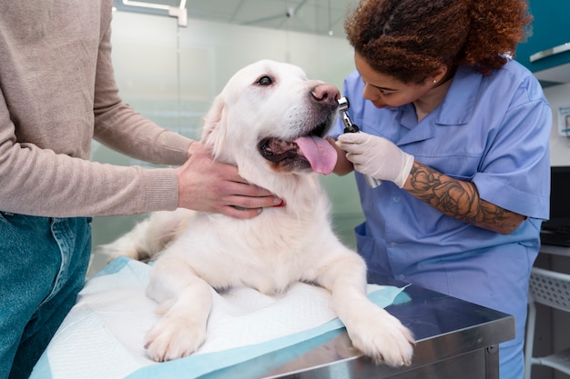 写真 スマイリー犬の耳をチェックしている医者をクローズアップ