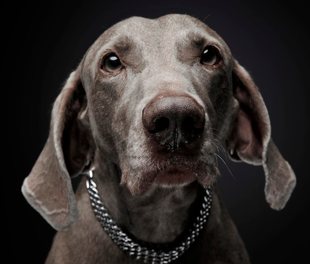 Close-up of dog against black background