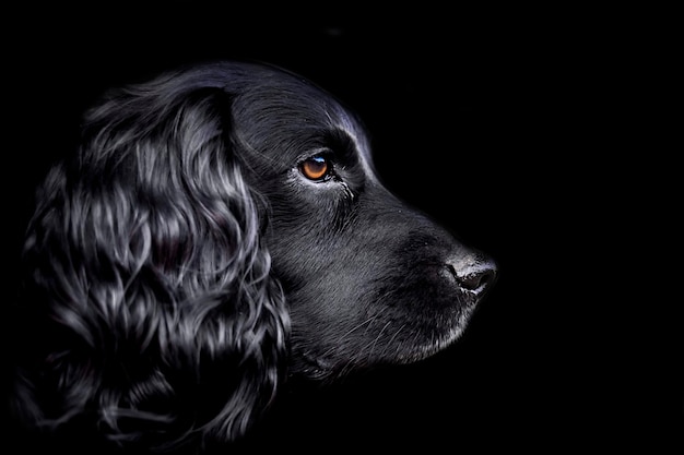 黒い背景の犬のクローズアップ