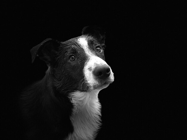 黒い背景の犬のクローズアップ