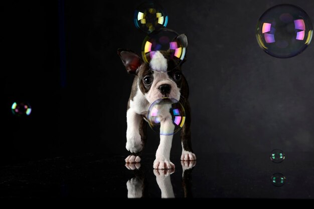 Photo close-up of dog against black background