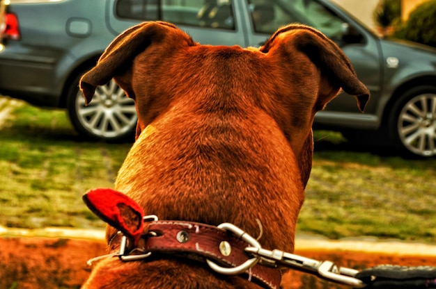 Foto prossimo piano del cane contro l'auto