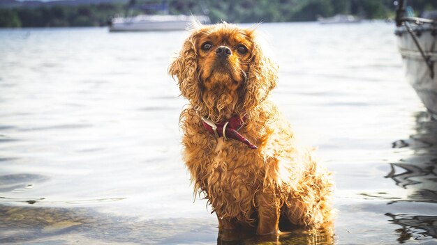 Foto close-up di un cane contro un fiume