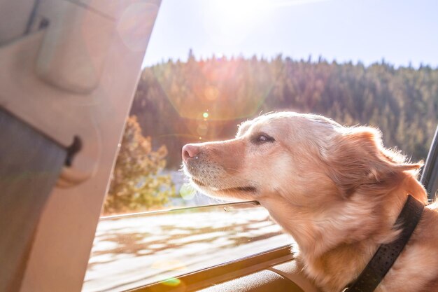 Photo close-up of dog against sky