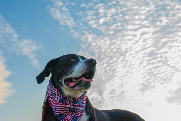 Photo close-up of dog against sky