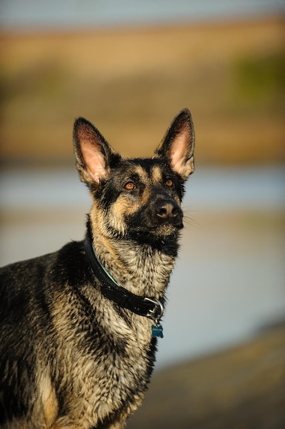 Foto close-up di un cane contro il cielo