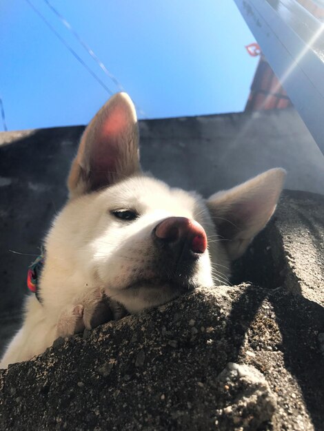 Foto close-up di un cane contro il cielo