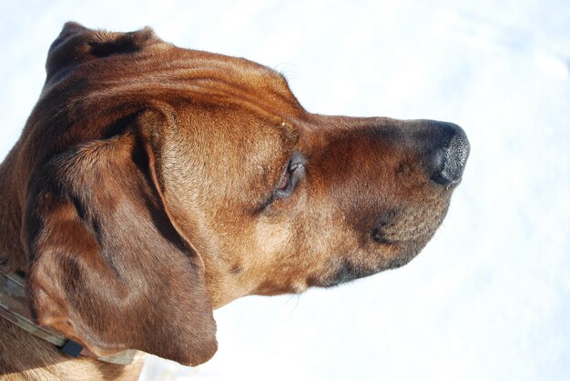 Photo close-up of dog against sky