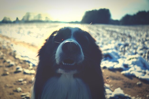 Close-up of dog against sky