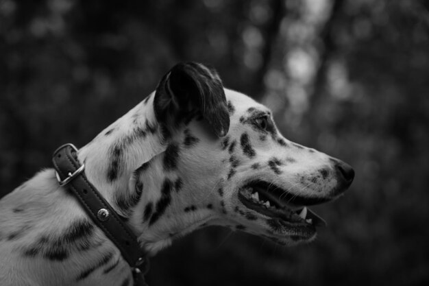 Photo close-up of dog against trees