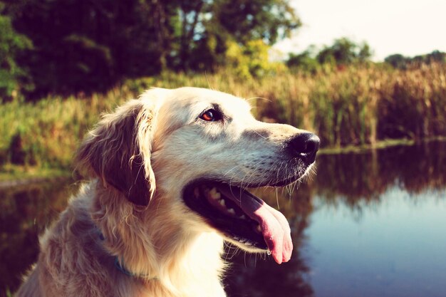 Close-up of dog against trees