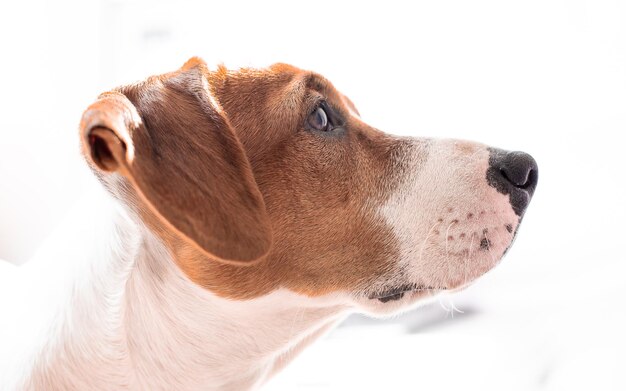 Close-up of dog against white background