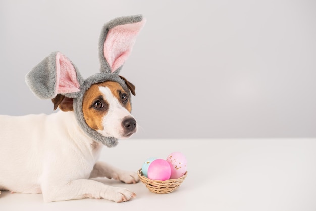 Photo close-up of dog against white background