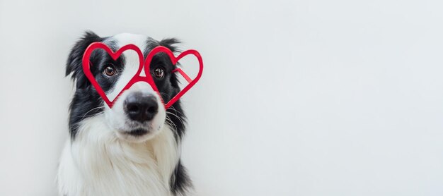 白い背景の犬のクローズアップ