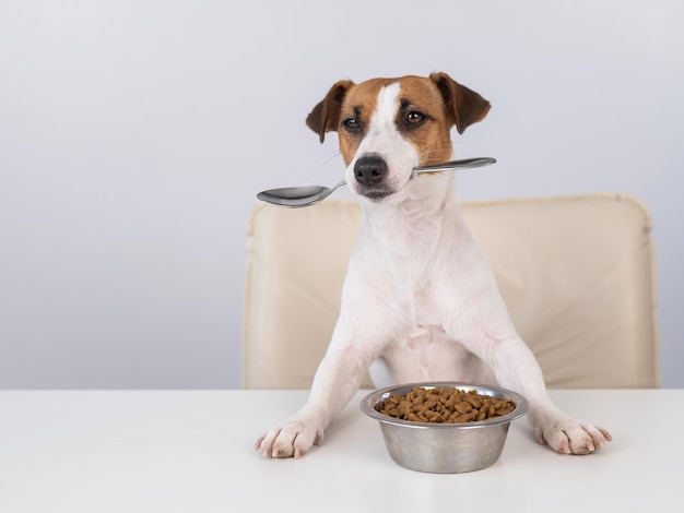 Photo close-up of dog against white background