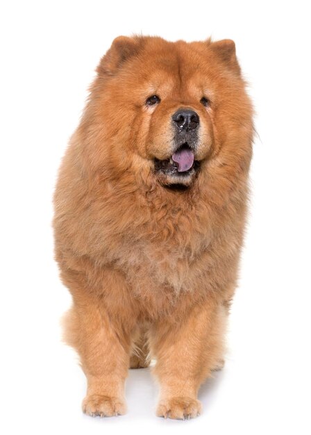 Photo close-up of dog against white background