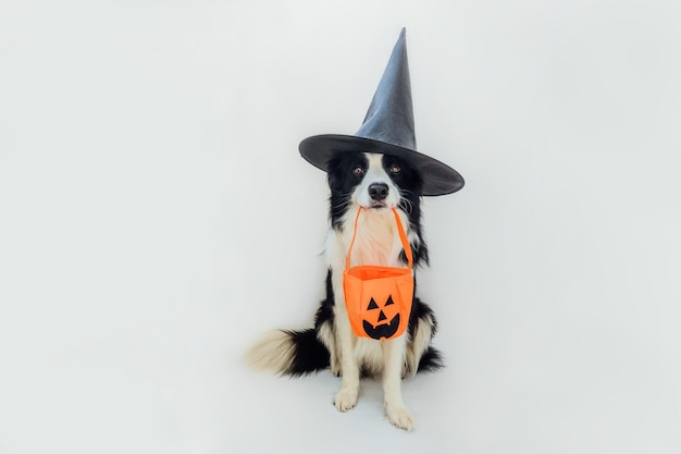 Photo close-up of a dog against white background