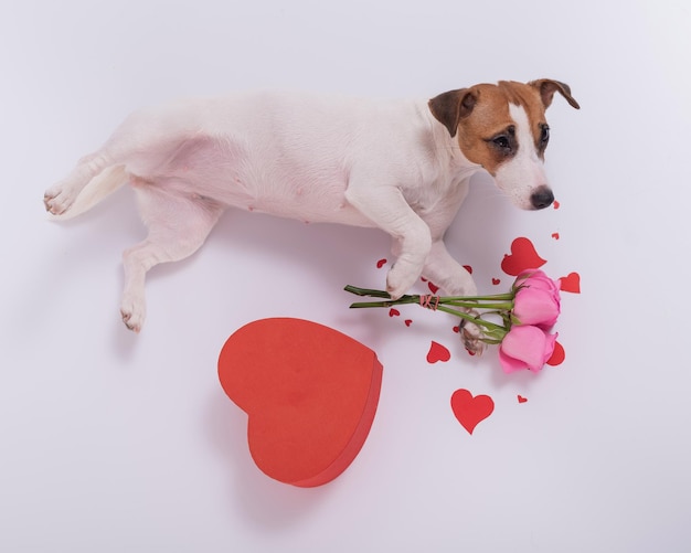 Photo close-up of dog against white background