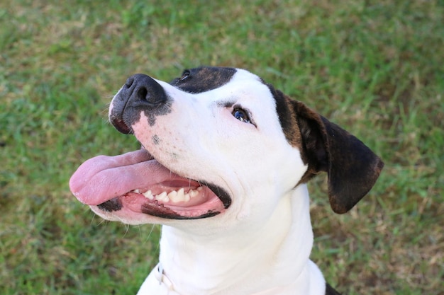 犬のクローズアップ アメリカン・スタッフォード