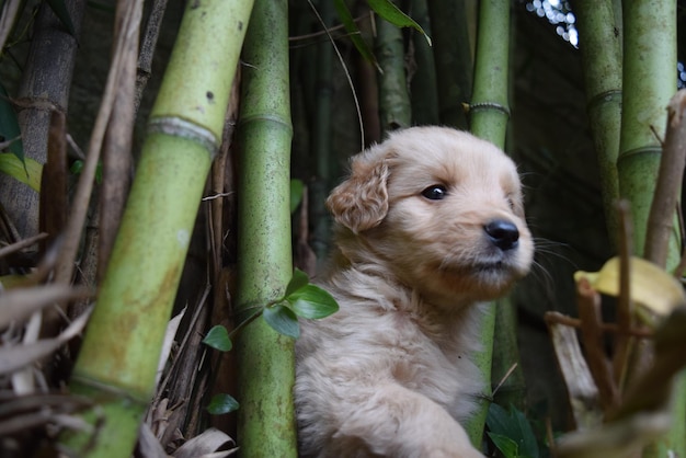 Foto close-up di un cane tra i bambù