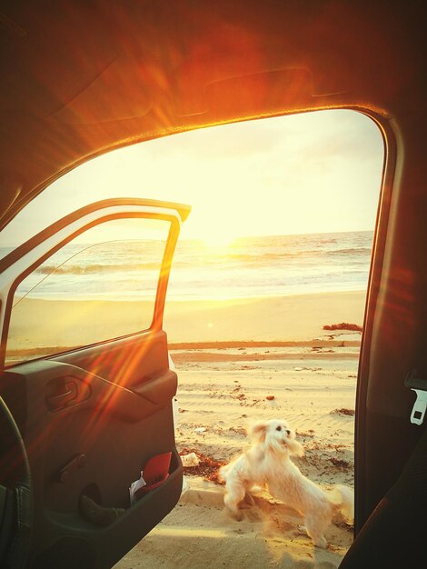 Close-up of dog on beach against sky during sunset