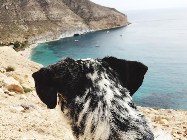 Foto close-up di un cane sulla spiaggia contro il cielo