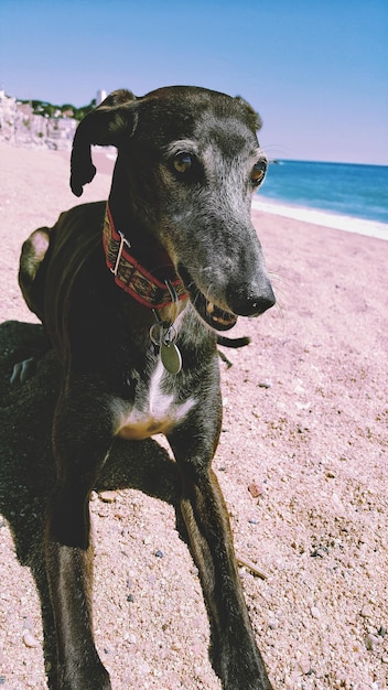 空に照らされたビーチの犬のクローズアップ