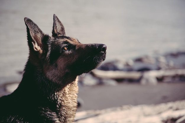空に照らされたビーチの犬のクローズアップ