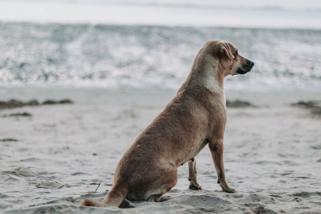 Foto close-up di un cane sulla spiaggia