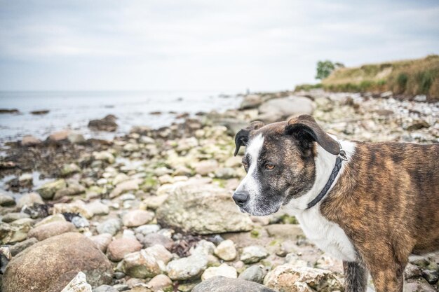 Foto close-up di un cane sulla spiaggia