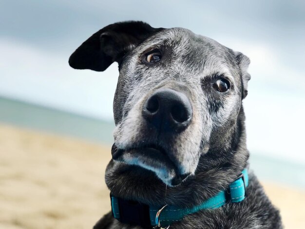 Close-up of dog at beach