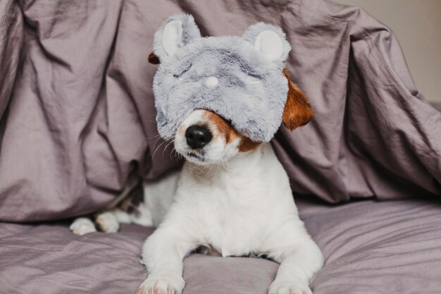 Photo close-up of a dog on bed