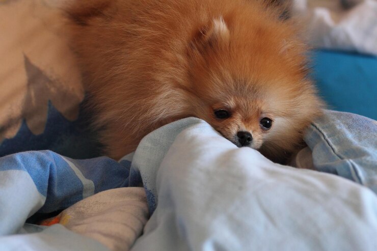 Photo close-up of dog on bed