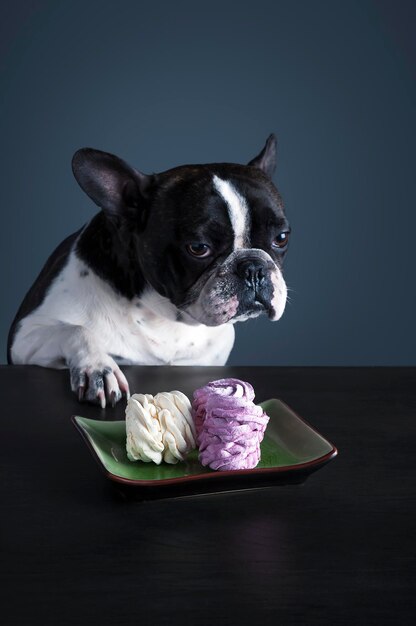 Photo close-up of dog over black background