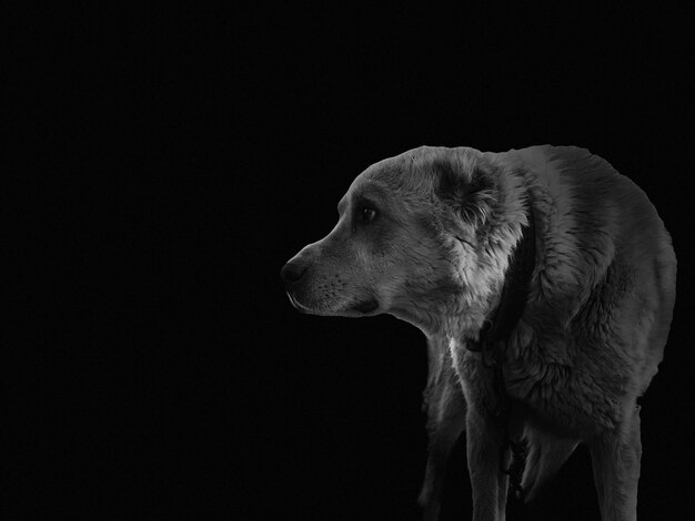 Foto close-up di un cane su sfondo nero