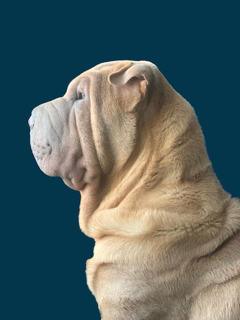 Photo close-up of a dog over blue background