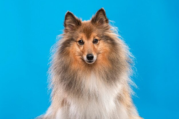 Close-up of a dog over blue background