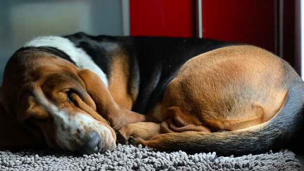 Photo close-up of dog - blues sleeping