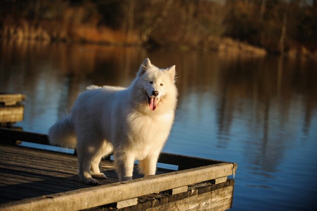 Photo close-up of dog by lake