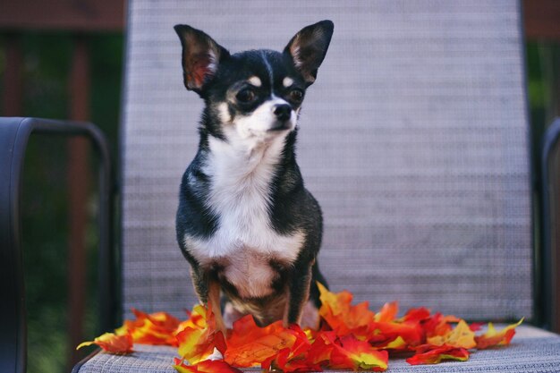 Photo close-up of dog by leaves on chair