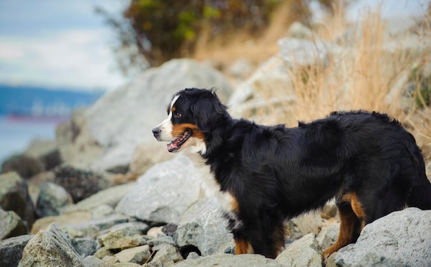 岩の近くの犬のクローズアップ