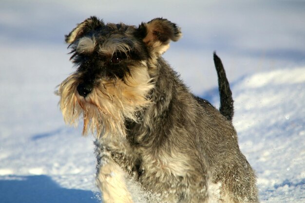 冬の空と対照的に海から犬のクローズアップ