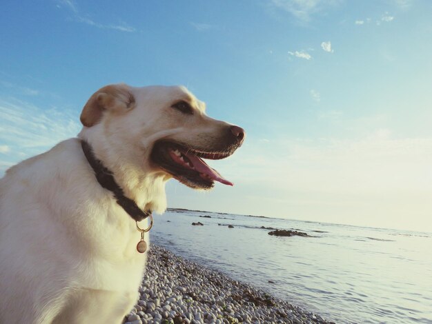 Close-up of dog by sea against sky