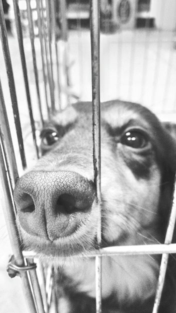 Close-up of dog in cage