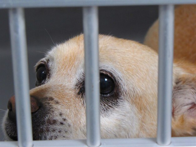 Photo close-up of dog in cage