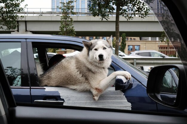 Photo close-up of dog in car