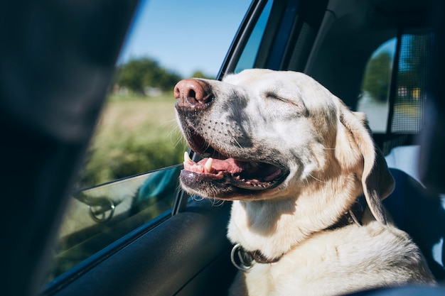 車の中の犬のクローズアップ
