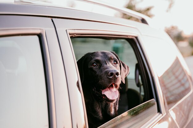 Photo close-up of dog in car